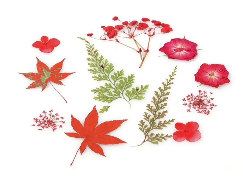 Flors seques